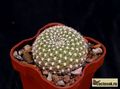 REBUTIA krainziana